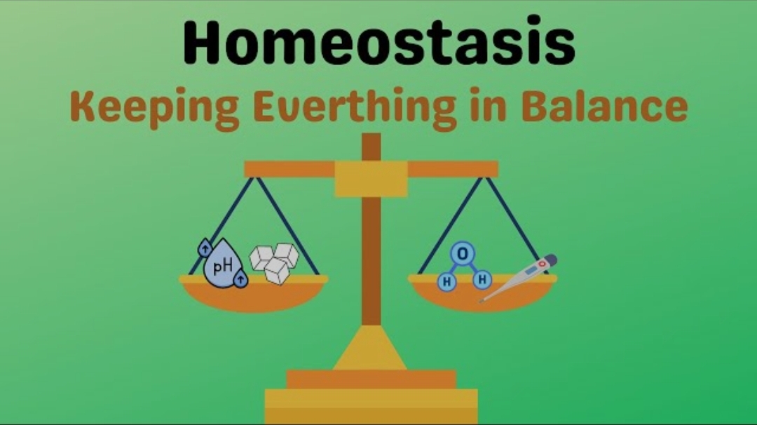 Како до баланс на хомеостазата?
